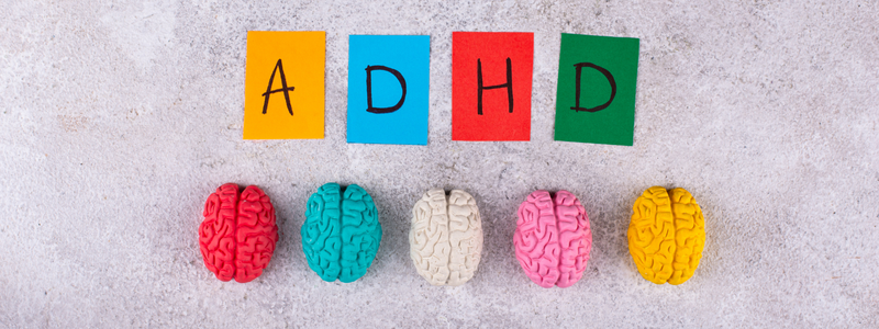 אותיות ADHD לצד מודלים קטנים של מוח אנושי